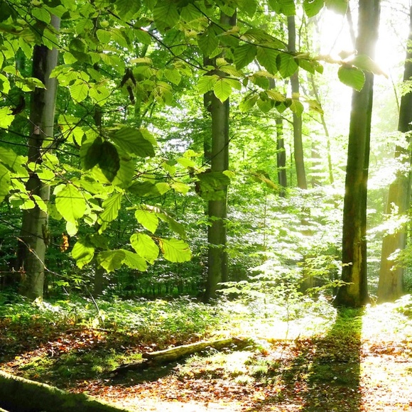 Meet your Posher, Crystal - Picture 1 of 1